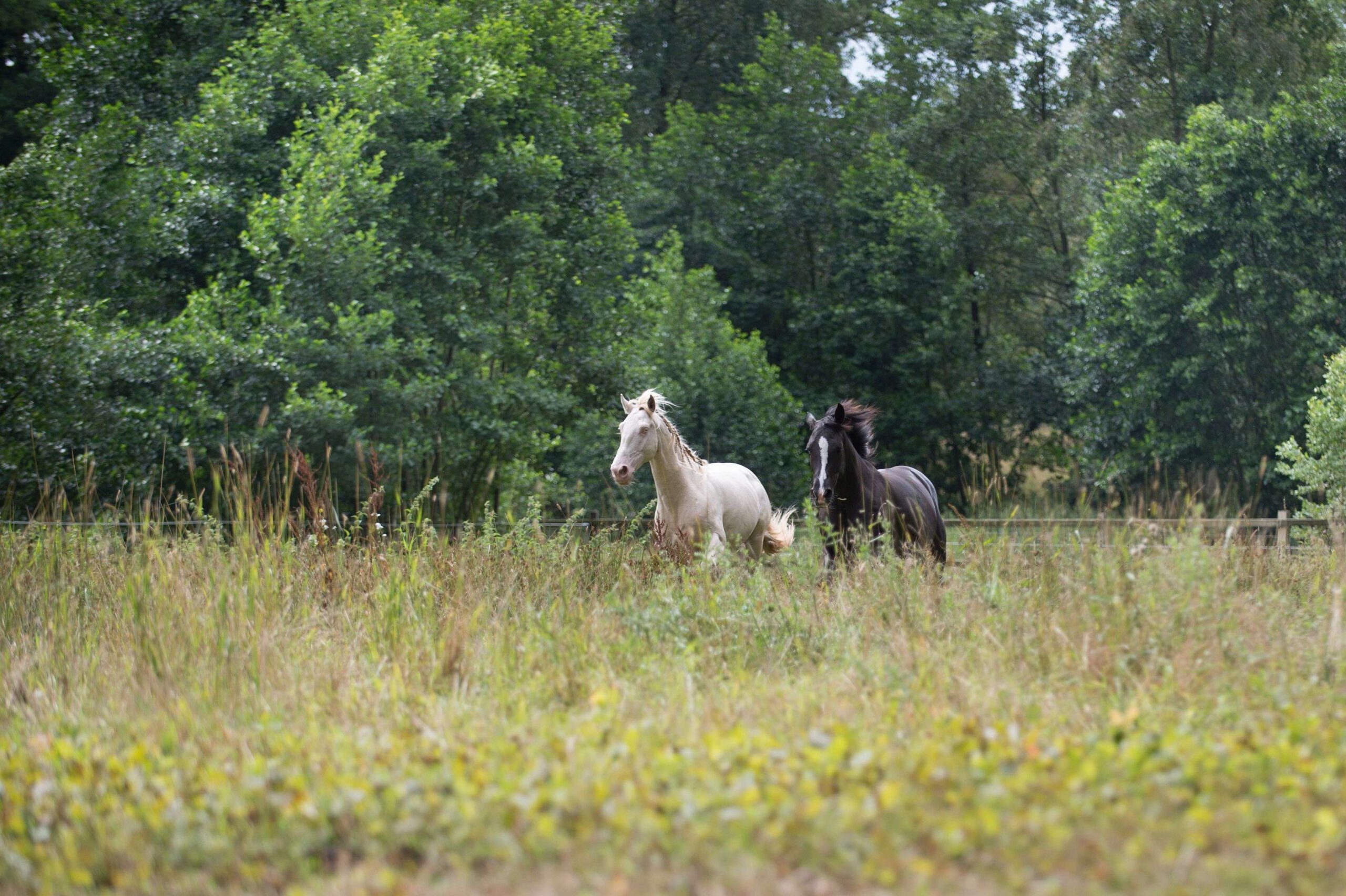 Zwei Pferde galoppieren über eine Weide